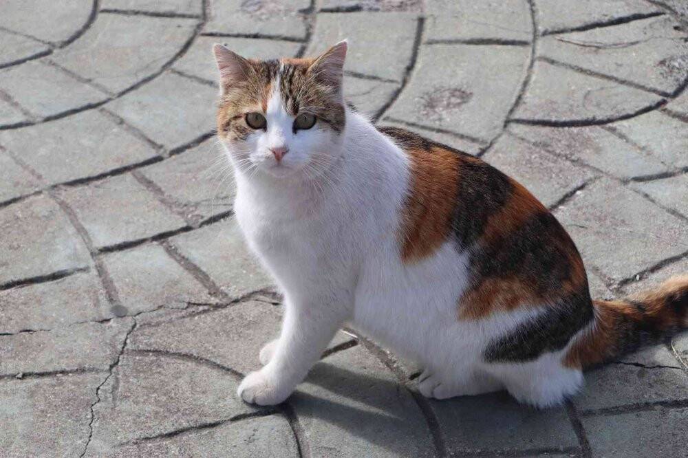 Kayalıklar kedilerin barınağı haline geldi