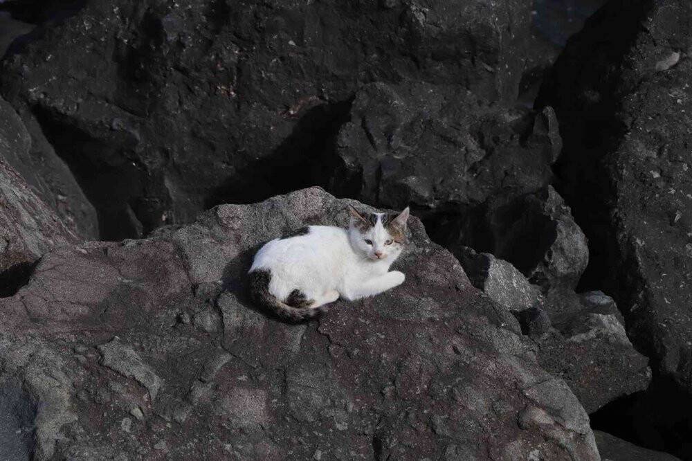 Kayalıklar kedilerin barınağı haline geldi