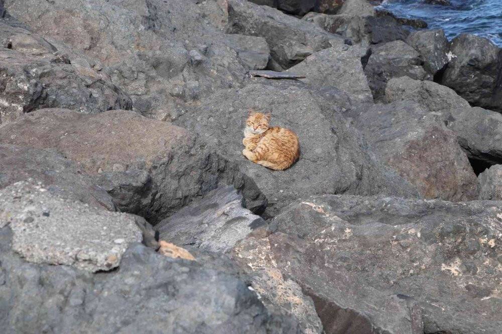 Kayalıklar kedilerin barınağı haline geldi