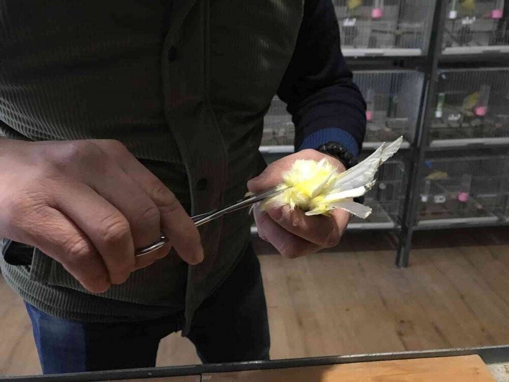 Bir ev dolusu kanaryadan 450 yavru bekliyor