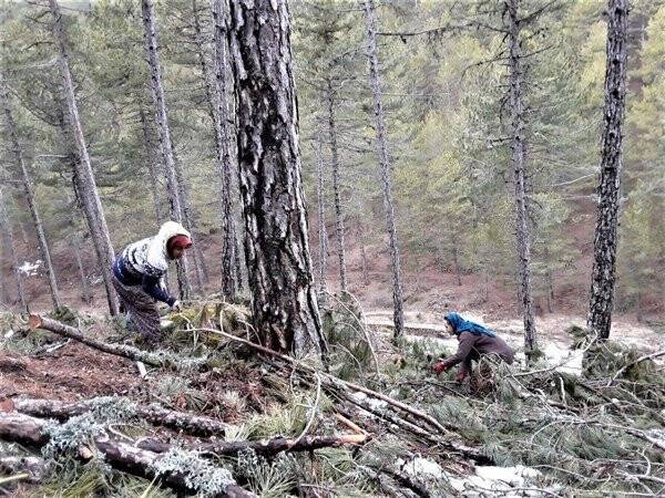 Kütahya’da ormanlara silvikültürel müdahaleler