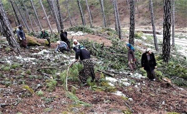 Kütahya’da ormanlara silvikültürel müdahaleler