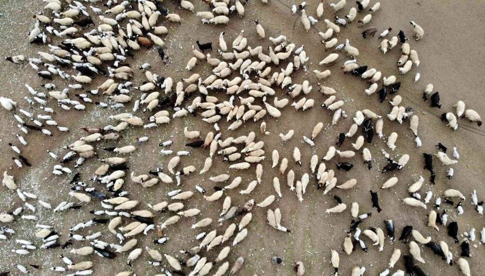 Süt kuzuları günde 2 defa anneleriyle buluşturuluyor