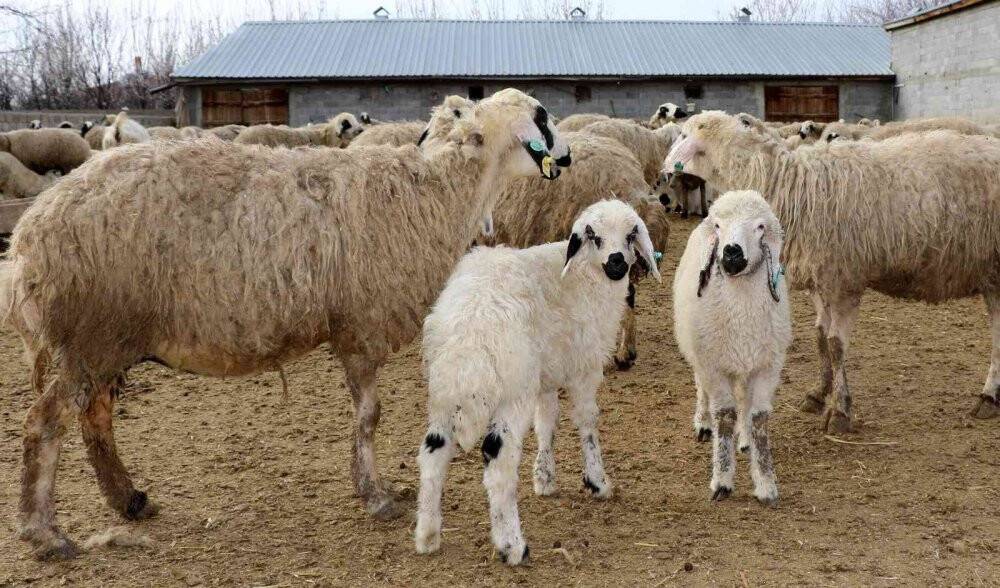 Süt kuzuları günde 2 defa anneleriyle buluşturuluyor