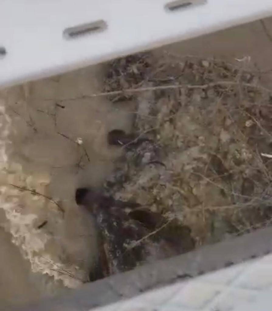 Nesli tükenme tehlikesi yaşayan su samurları nehirde görüntülendi