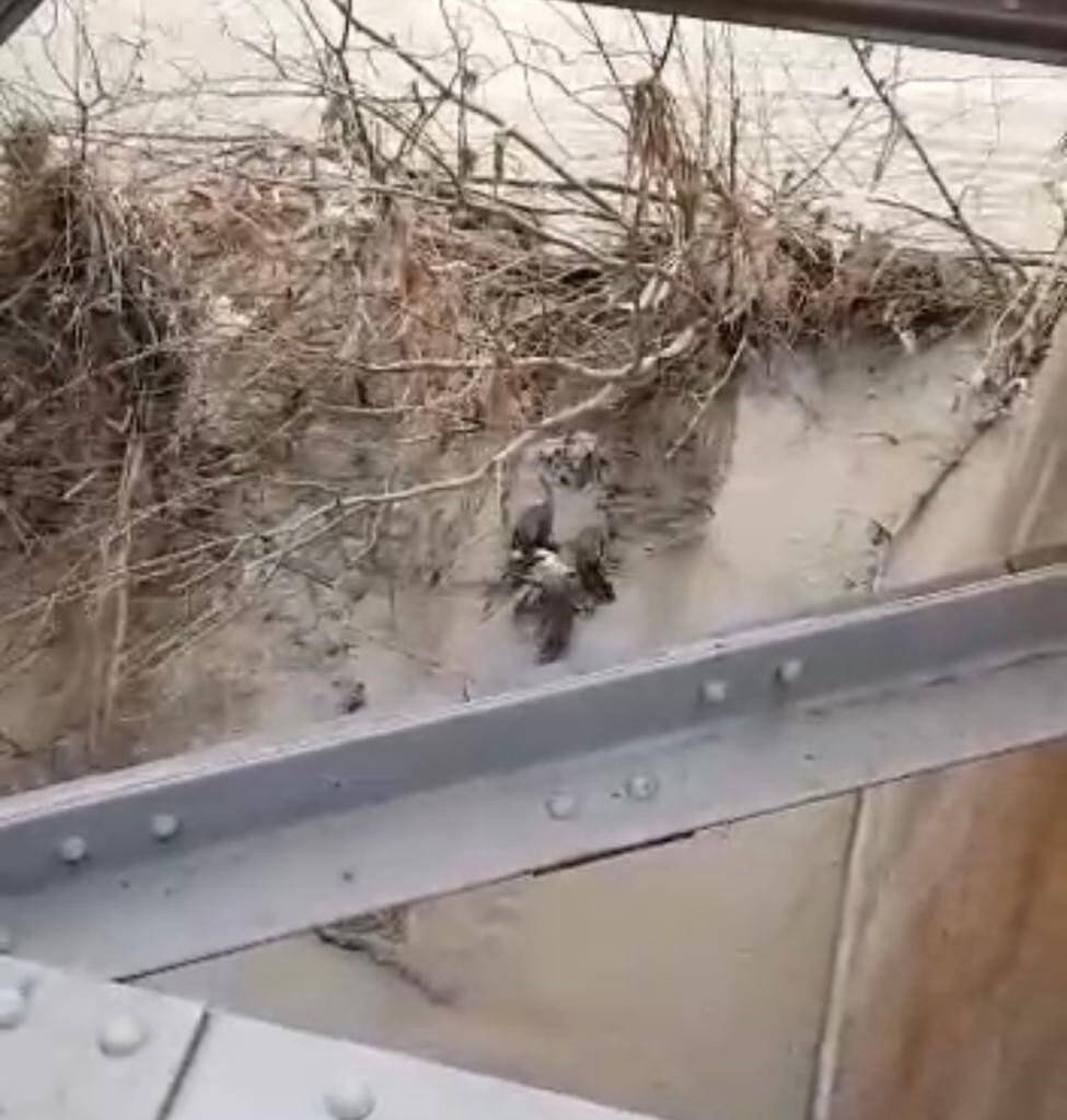 Nesli tükenme tehlikesi yaşayan su samurları nehirde görüntülendi