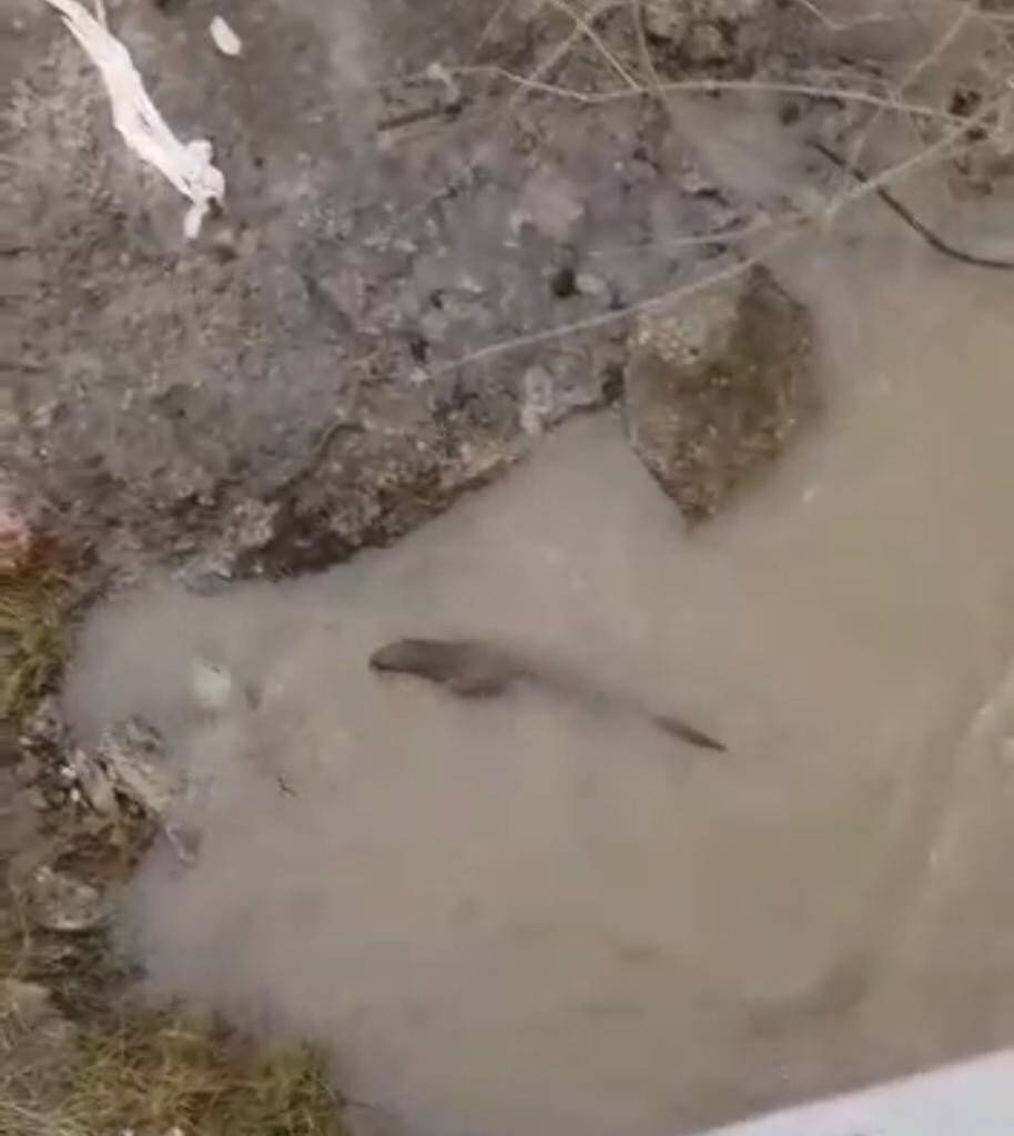 Nesli tükenme tehlikesi yaşayan su samurları nehirde görüntülendi