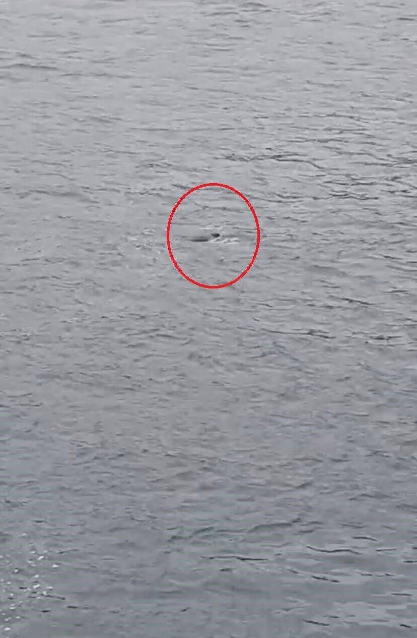 Ukrayna’dan ailesinin yanına gelen Türk öğrenci feribottan denize atlayarak hayatını kaybetti