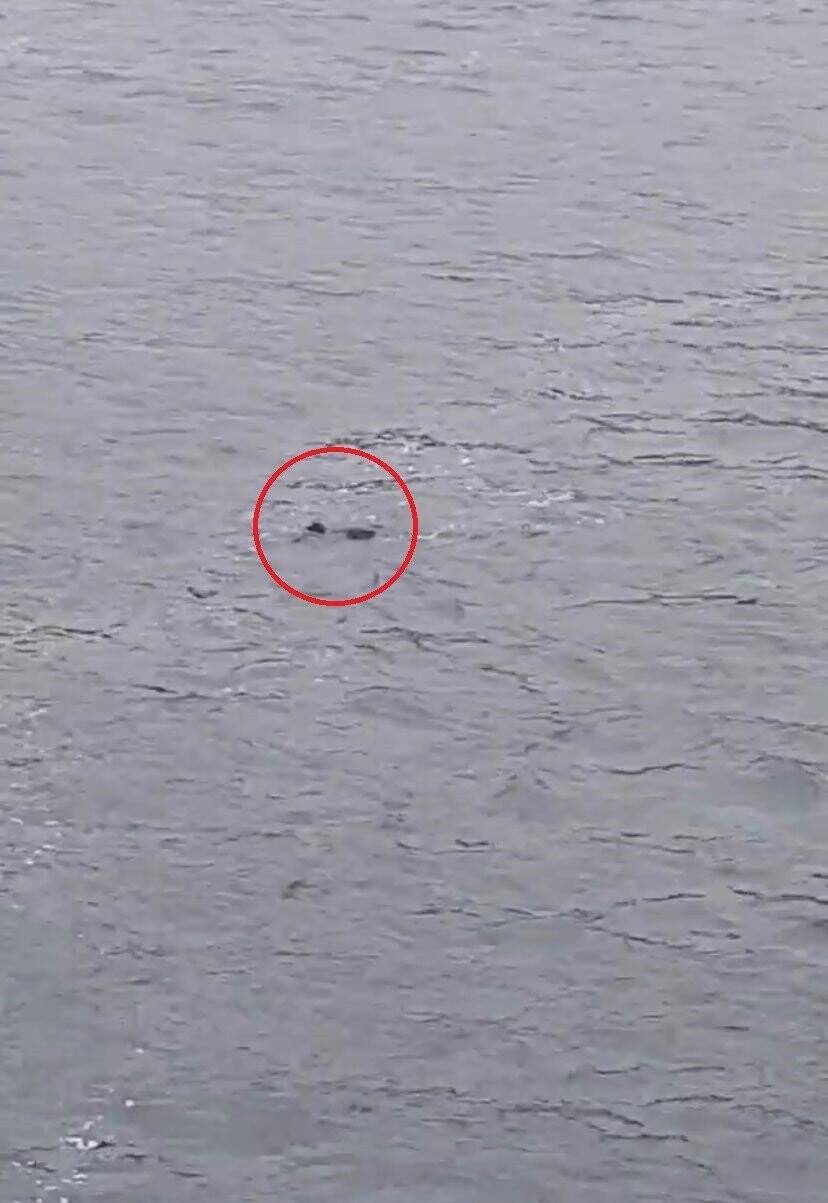 Ukrayna’dan ailesinin yanına gelen Türk öğrenci feribottan denize atlayarak hayatını kaybetti