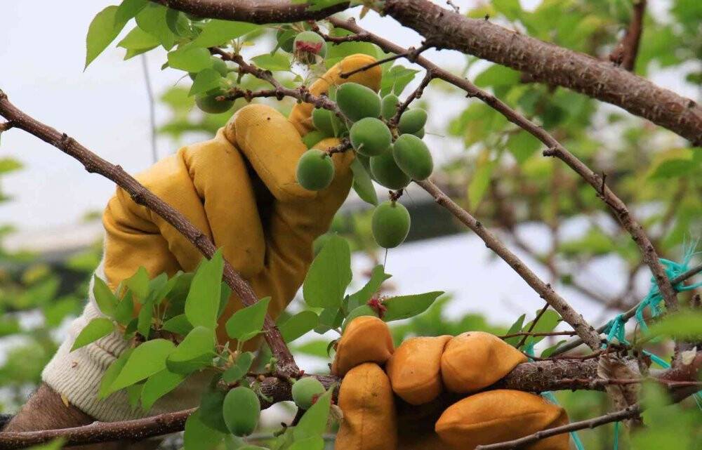 Turfanda çağla hasadı yapıldı, kilosu 500 TL’den satıldı