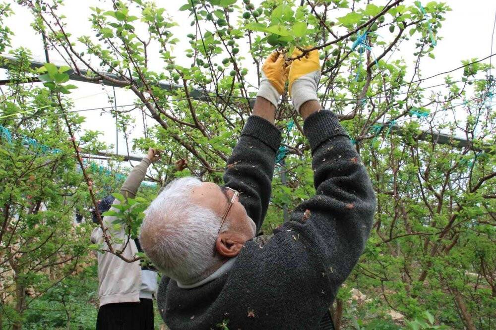 Turfanda çağla hasadı yapıldı, kilosu 500 TL’den satıldı
