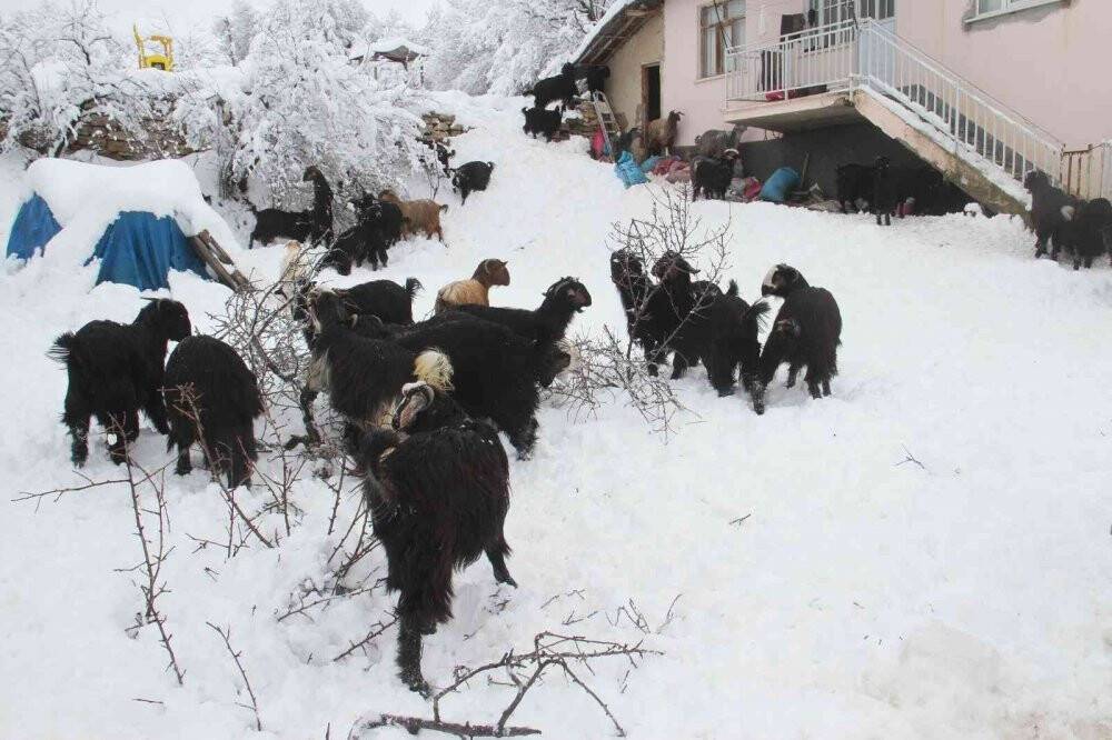 Doğal yaşam alanları karla kaplanan dağ keçileri, ağaç dallarıyla beslendi