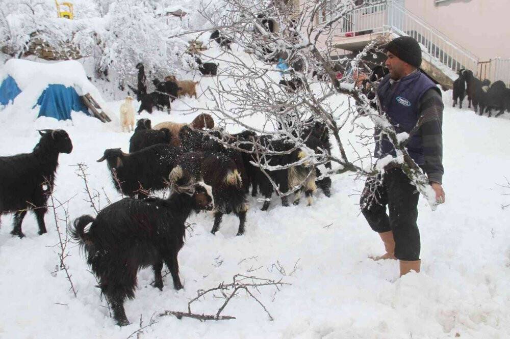 Doğal yaşam alanları karla kaplanan dağ keçileri, ağaç dallarıyla beslendi