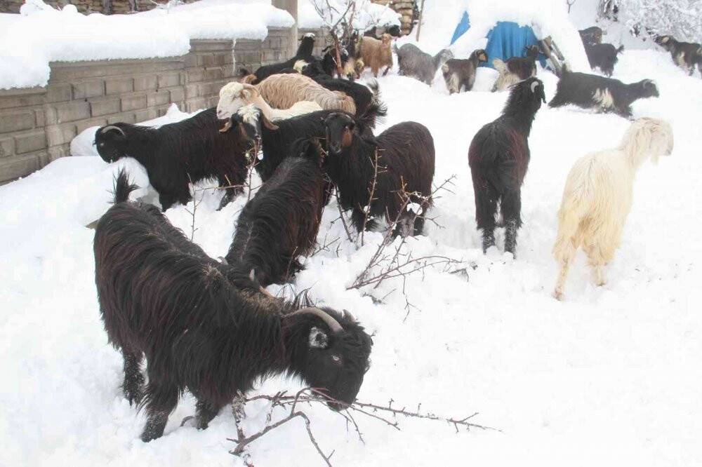 Doğal yaşam alanları karla kaplanan dağ keçileri, ağaç dallarıyla beslendi