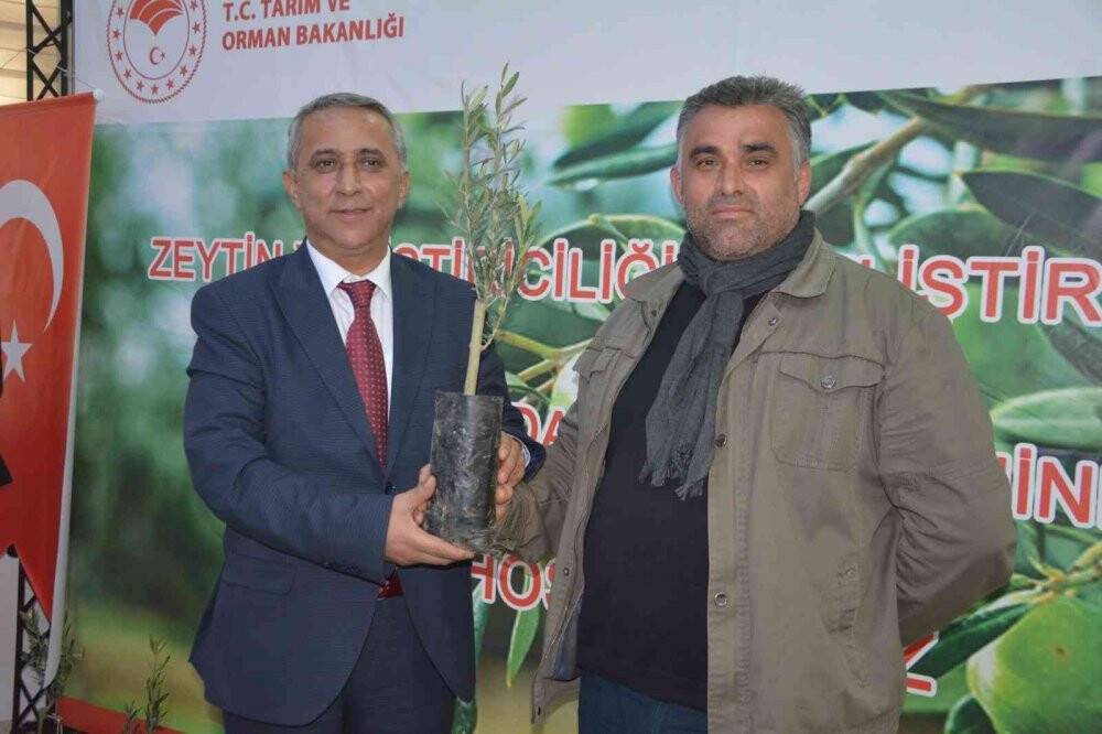 Çiftçiye zeytin fidanı dağıtıldı