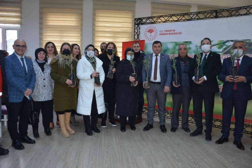 Çiftçiye zeytin fidanı dağıtıldı