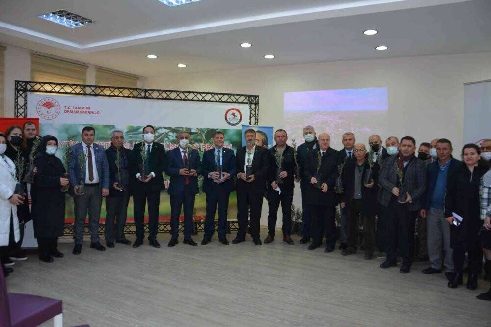 Çiftçiye zeytin fidanı dağıtıldı