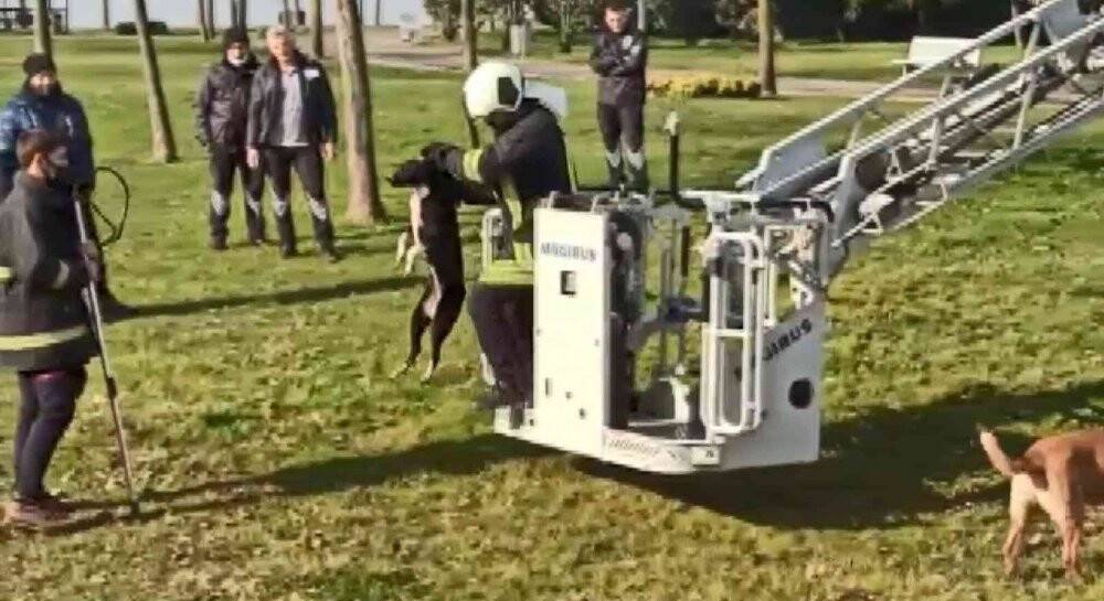 Derede mahsur kalan köpeği itfaiye ekipleri kurtardı