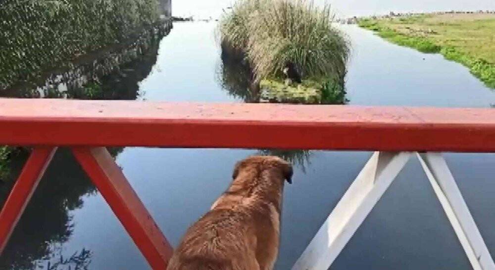 Derede mahsur kalan köpeği itfaiye ekipleri kurtardı