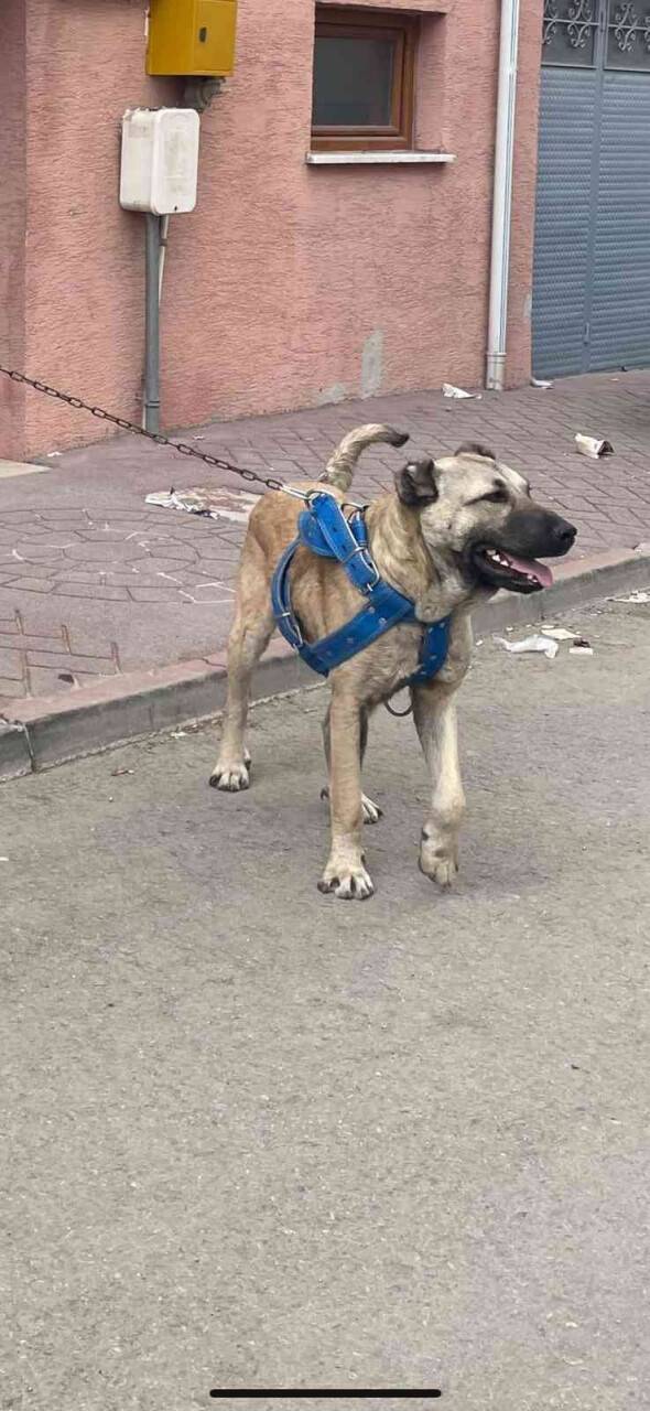 Sokak sokak gezerek  köpeklerini arıyor