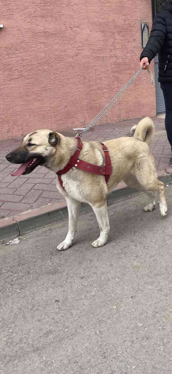 Sokak sokak gezerek  köpeklerini arıyor