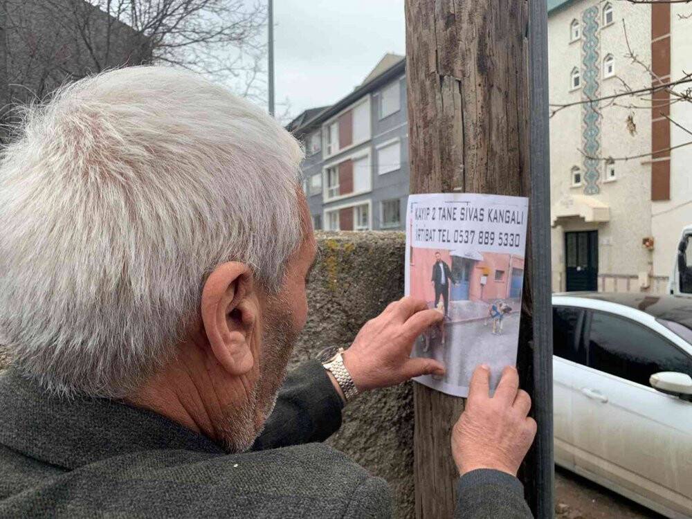 Sokak sokak gezerek  köpeklerini arıyor