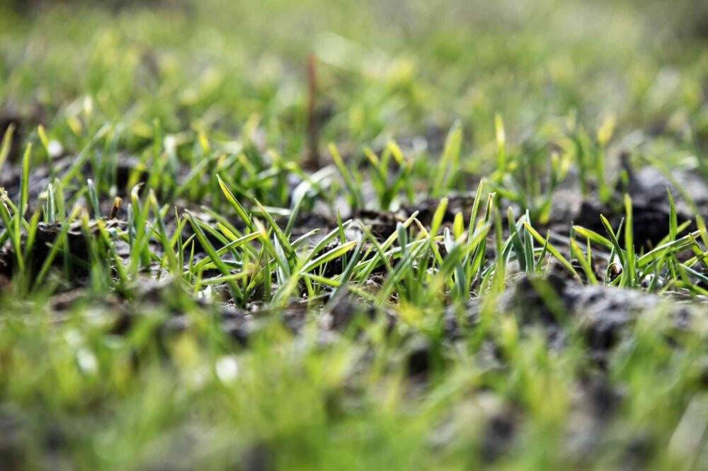 Yağışlar yüz güldürüyor, rekolte artışı bekleniyor