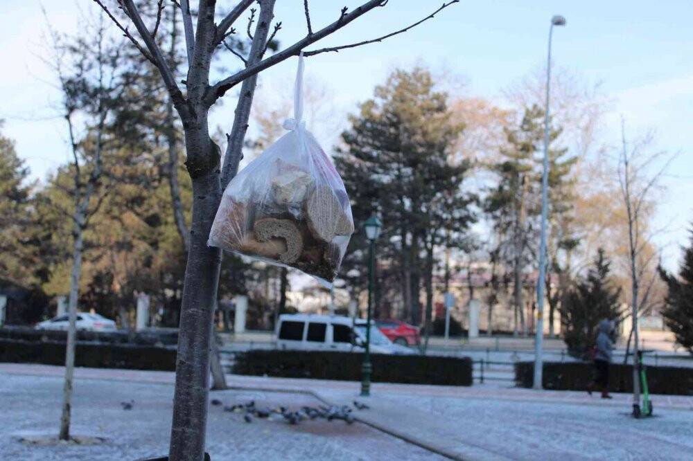 Güvercinlerin beslenme telaşı