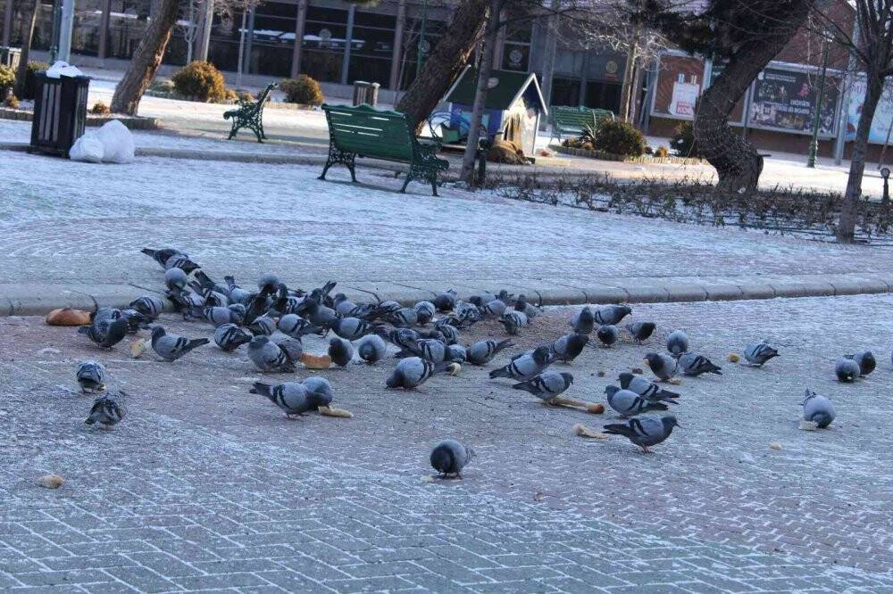 Güvercinlerin beslenme telaşı