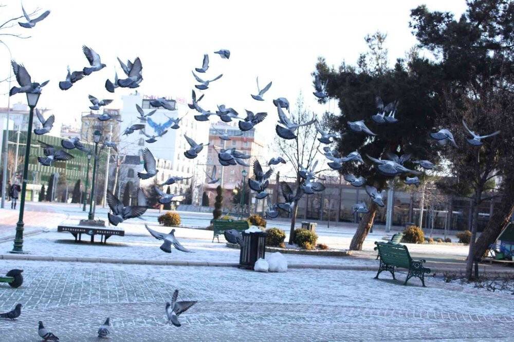 Güvercinlerin beslenme telaşı