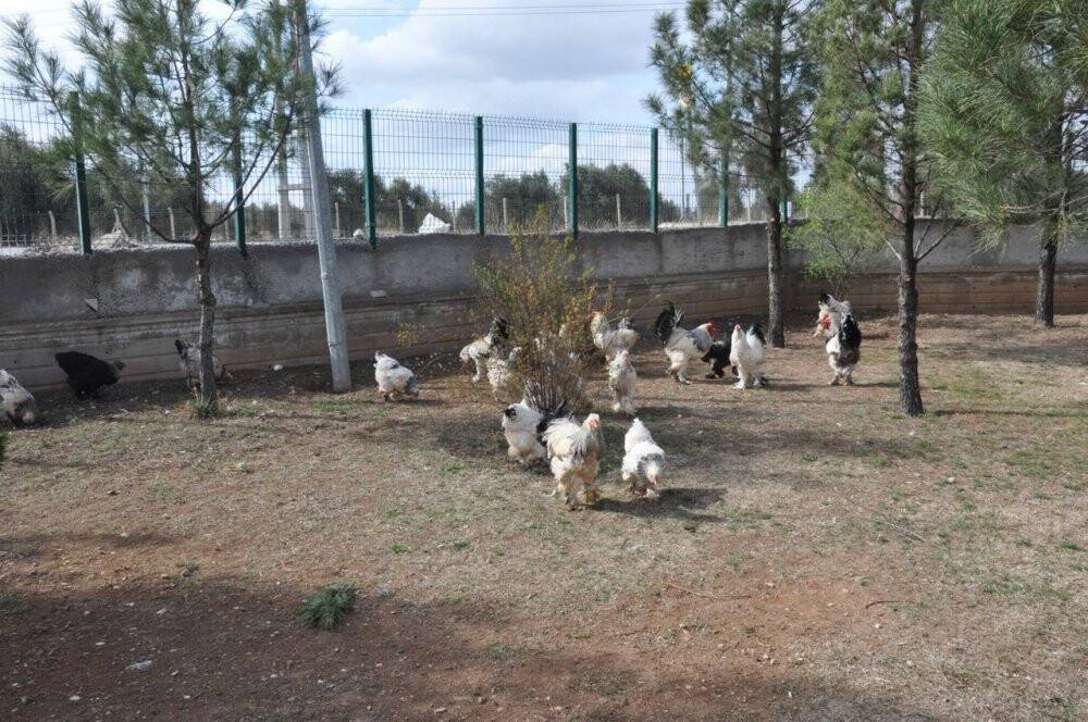 Ders yapmak için ürettiler, okul bahçesini çiftliğe dönüştürdüler