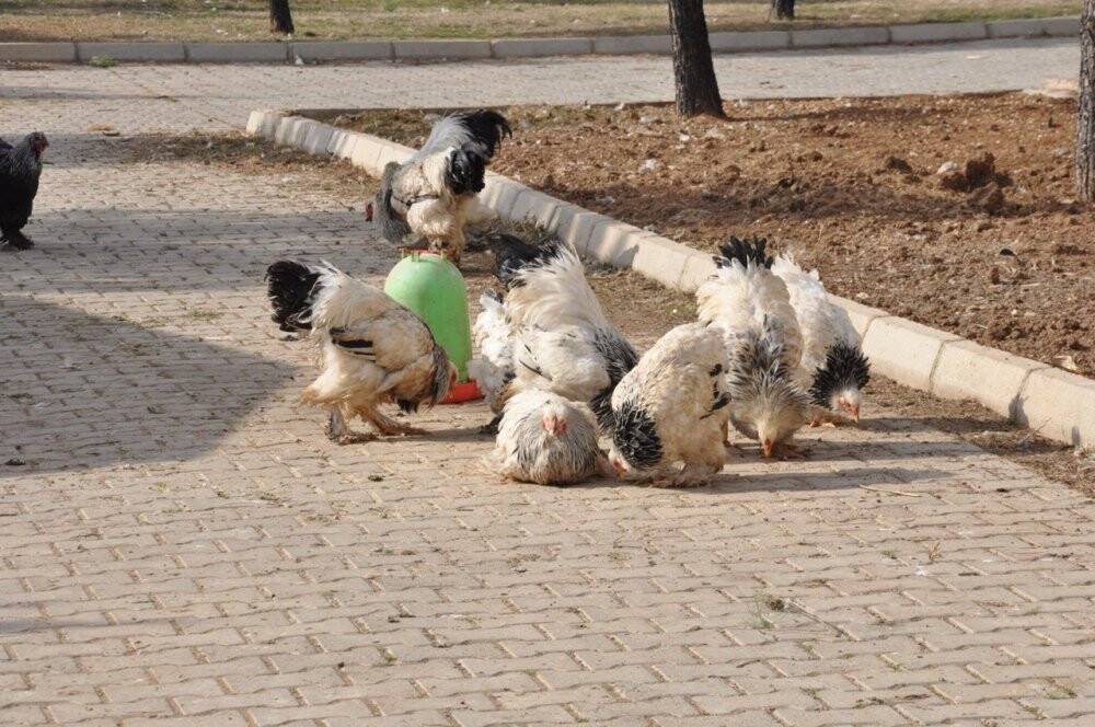 Ders yapmak için ürettiler, okul bahçesini çiftliğe dönüştürdüler