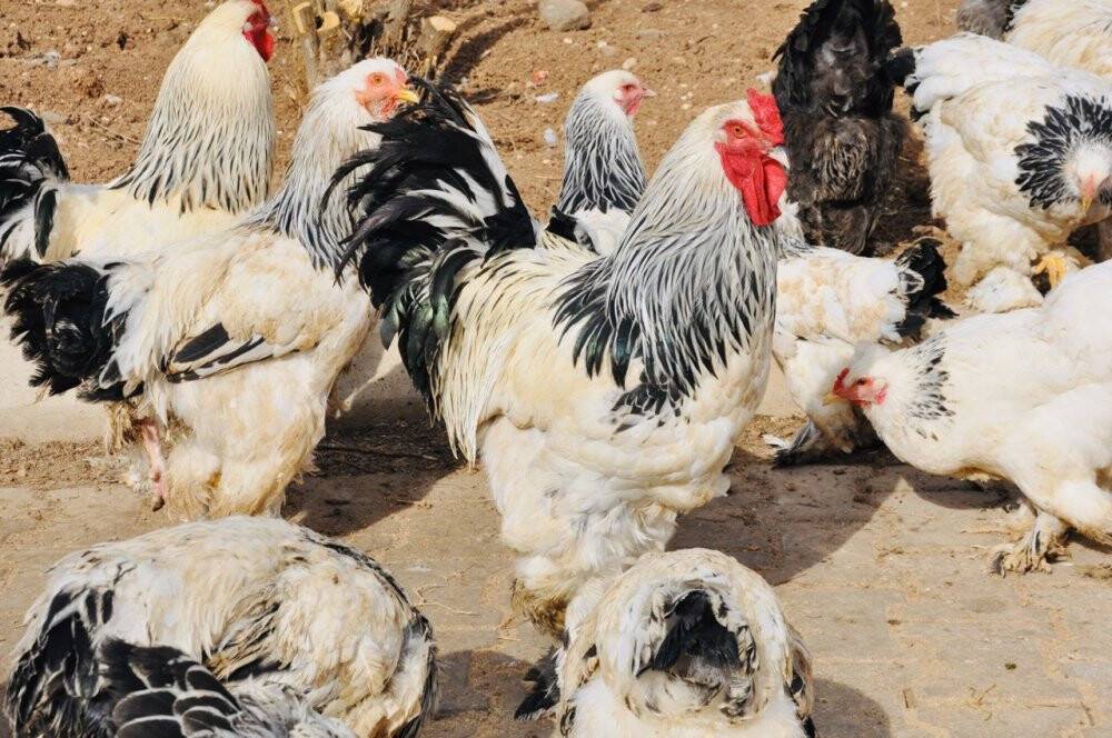 Ders yapmak için ürettiler, okul bahçesini çiftliğe dönüştürdüler