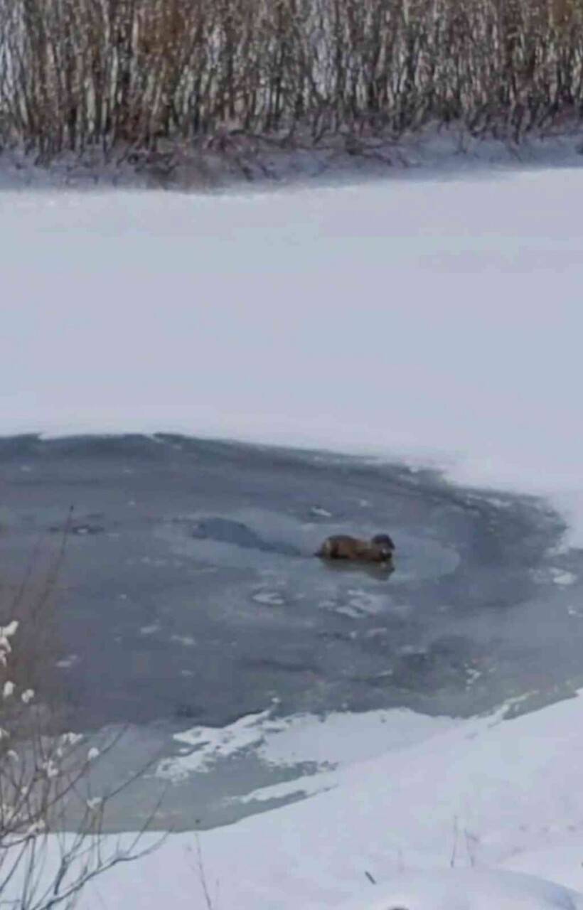 Su Samuru nehirde balık yerken görüntülendi