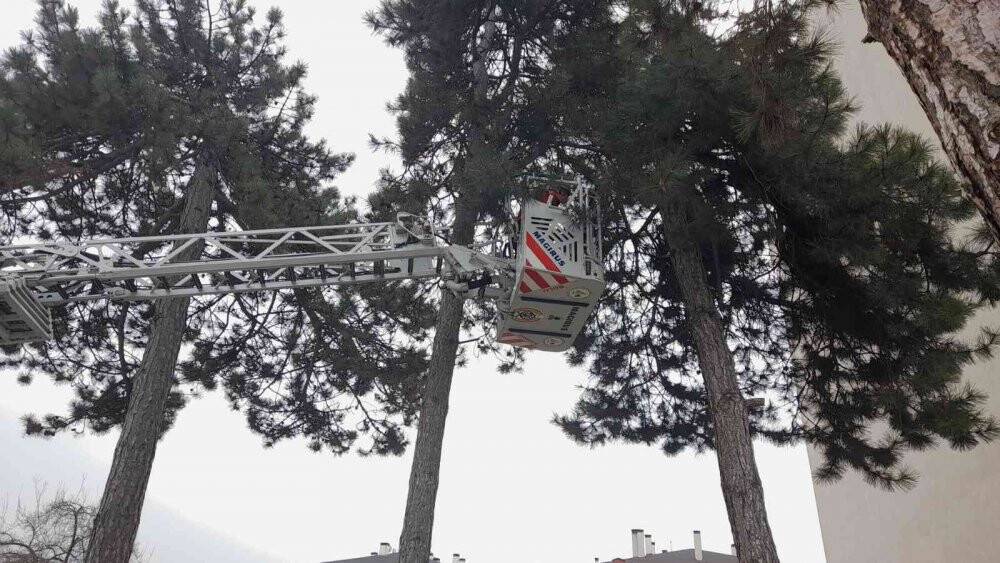 Köpeklerden kaçarken çıktığı ağaçta mahsur kalan kedi kurtarıldı