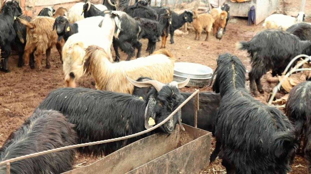 Aşı yapılan 150 keçilerinden 70’i telef olan çoban aile gözyaşlarına boğuldu