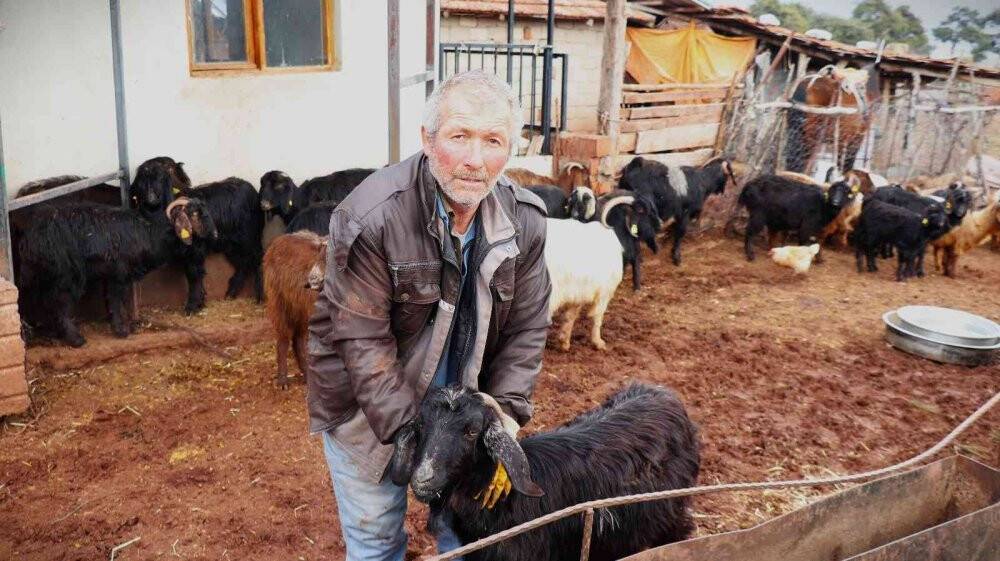 Aşı yapılan 150 keçilerinden 70’i telef olan çoban aile gözyaşlarına boğuldu