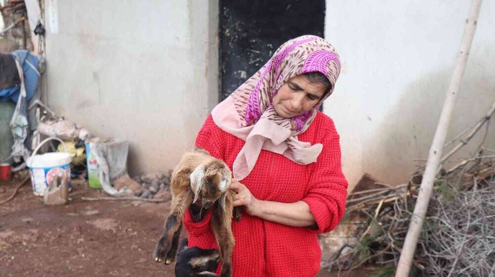 Aşı yapılan 150 keçilerinden 70’i telef olan çoban aile gözyaşlarına boğuldu