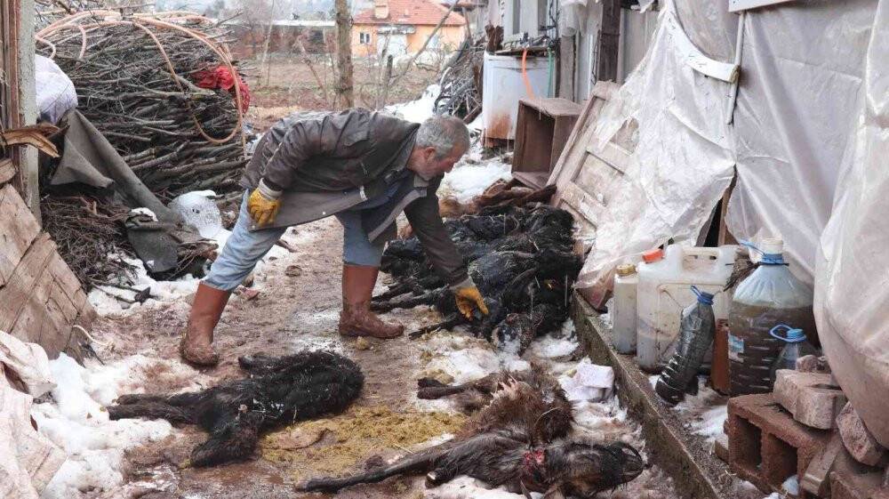 Aşı yapılan 150 keçilerinden 70’i telef olan çoban aile gözyaşlarına boğuldu