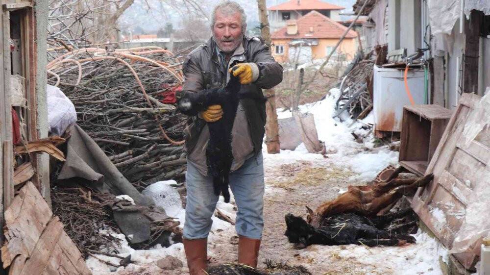 Aşı yapılan 150 keçilerinden 70’i telef olan çoban aile gözyaşlarına boğuldu