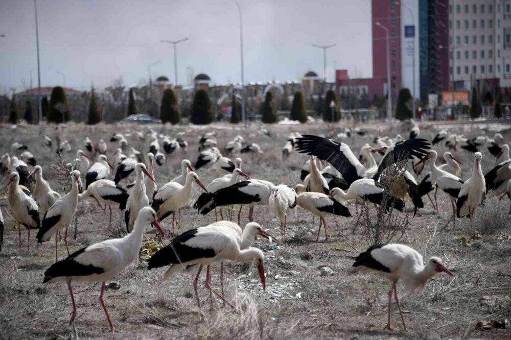 Fırtınada zorunlu iniş yapan leyleklere Konya Büyükşehir’den balık ikramı