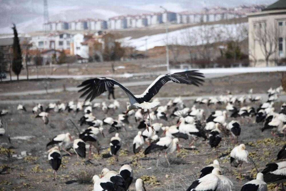 Fırtınada zorunlu iniş yapan leyleklere Konya Büyükşehir’den balık ikramı