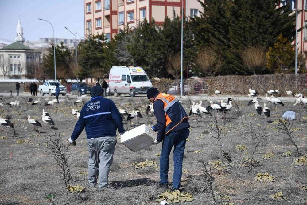 Fırtınada zorunlu iniş yapan leyleklere Konya Büyükşehir’den balık ikramı