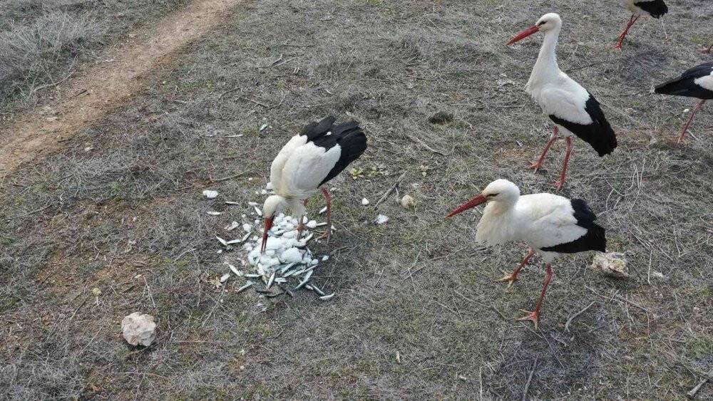 Fırtınada zorunlu iniş yapan leyleklere Konya Büyükşehir’den balık ikramı