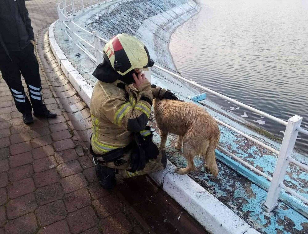 Göle düşen köpeği montuyla sararak ısıttı