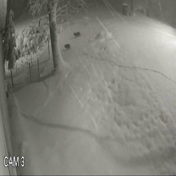 Yiyecek bulamayan kurtlar kent merkezine indi