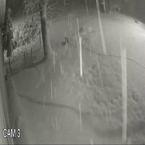 Yiyecek bulamayan kurtlar kent merkezine indi