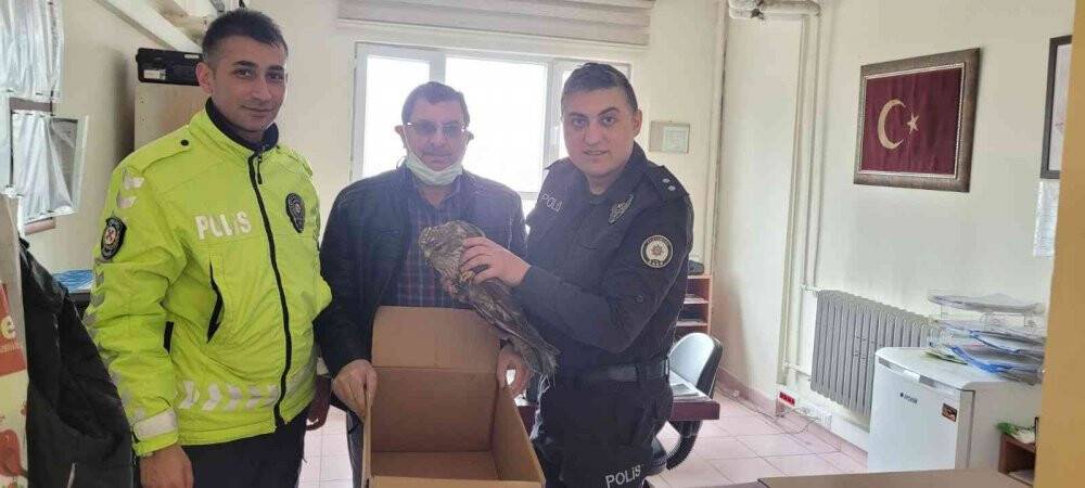 Tavuklarının yanında bulduğu yaralı şahini ekiplere teslim etti