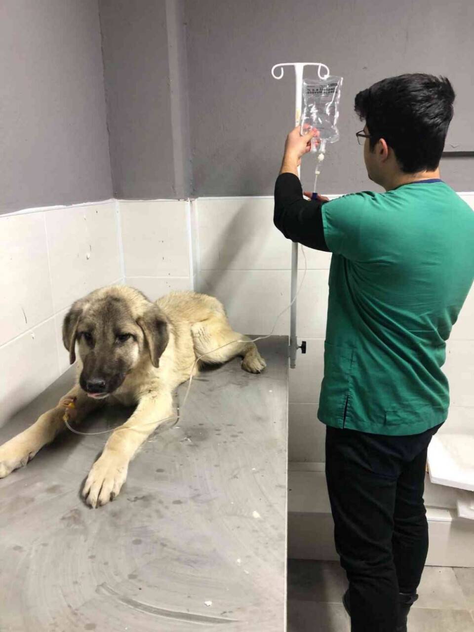 Akşehir Belediyesi'nden hasta köpeğe şefkat