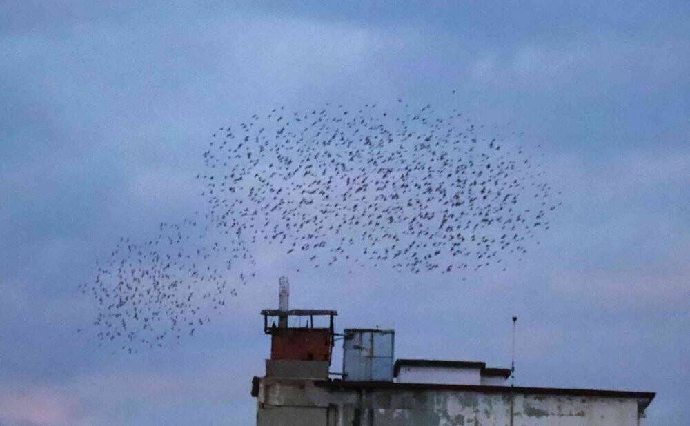 Sığırcık kuşlarının gün doğumu dansı görenleri mest etti